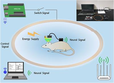 Wireless Closed-Loop Optical Regulation System for Seizure Detection and Suppression In Vivo